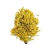 limonium statice sinuata yellow dried flower 1
