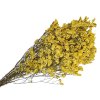 limonium statice sinuata yellow zlte