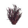 stabilized fern grevillea ivanhoe burgundy1