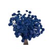 botao amarelino dried flowers modre blue
