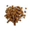 yellowish button dried flowers brown