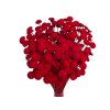 botao amarelino dried flowers red cervene1