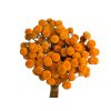 yellowish button dried flowers orange