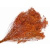 dried broom bloom susene kvety kytica oranzove orange
