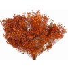 dried broom bloom susene kvety kytica oranzove orange1