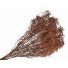dried broom bloom dried flowers bouquet brown