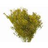 dried broom bloom dried flower bouquet olive green