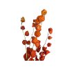 dried physalis chinese lampion machovka susena vetvicka3