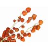 dried physalis chinese lampion machovka susena vetvicka4