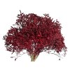 statice tatarica dried flowers burgundy bordova
