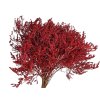 statice tatarica dried flowers red red