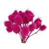 dipsacus bodliak thistle bordovy cyclamen1