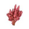 lagurus bunny tail pink pink rustic