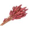 lagurus bunny tail pink rustic
