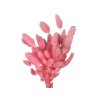 lagurus bunny tail bright ruzovy pink bieleny1