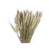 psenica wheat susene obilie washed white vintage biela1