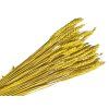 wheat dried grain mustard yellow, ideal for dried flower arrangements
