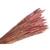psenica wheat susene obilie rustical pink staroružové