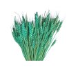 psenica dried wheat susene obilie turqoise tyrkysova1