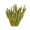 psenica dried wheat susene obilie light green svetlozelené1