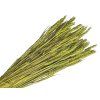 wheat dried wheat dried grain light green light green