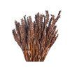 Dried wheat dried grain brown brown1