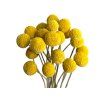 Dried Craspedia flowers medium 20pcs - natural yellow