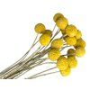 Dried Craspedia flowers medium 20pcs - natural yellow