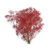 gypsophila baby's breath red 1
