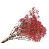 red gypsophila baby's breath