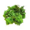 Icelandic moss, reindeer moss 250g light green