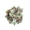 Icelandic moss, reindeer moss 250g beige natural