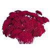 achillea dried preserved carmin red rebricek susene kvety purpur1
