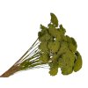 achillea dried preserved moss green rebricek susene kvety machovo zelene