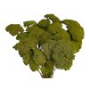 achillea dried preserved moss green rebricek susene kvety machovo zelene1