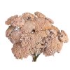 achillea dried sušený rebríček marhuľa peach1