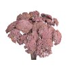 achillea dried sušený rebríček vintage rose staroružový1