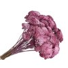 achillea dried yarrow vintage ping raspberry pink