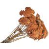 achillea dried dried yarrow vintage orange rustic orange