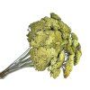 achillea dried yarrow vintage green rustic green