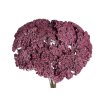 achillea dried yarrow vintage burgundy red1