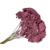 achillea dried yarrow vintage burgundy