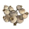 dried natural grey poppy seed heads large1