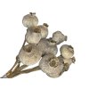 natural grey poppy heads dried large