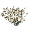 dried flowers ammobium dried white white1