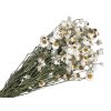 dried flowers ammobium dried white white
