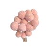 craspedia globosa kraspedia billy button light pink svetla ruzova1