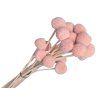 craspedia globosa billy button light pink pale pink