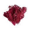broom bloom dried flower crimson flowers red1