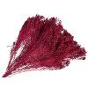 broom bloom dried flower crimson flowers red